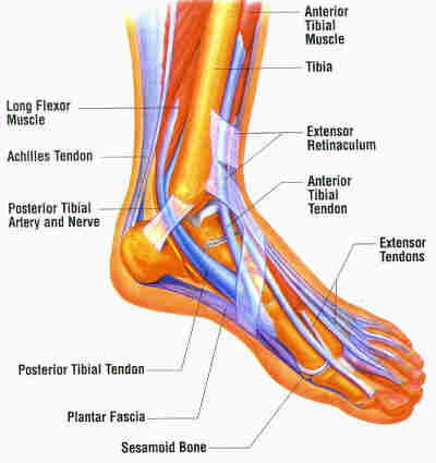 Inside Foot Muscle Diagram 59